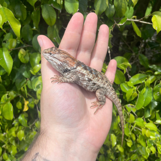 Desert Spiny Lizard