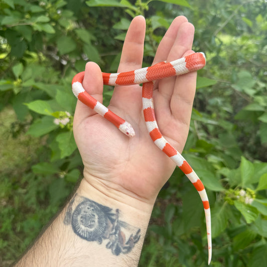 Albino Honduran Milksnake