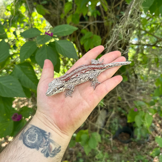 Adult Female Red Stripe Gargoyle Gecko