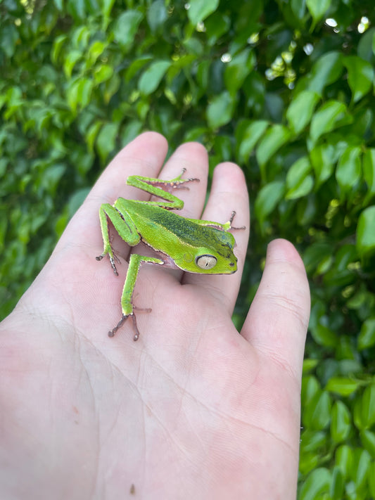 White Lined Waxy Monkey Tree Frog