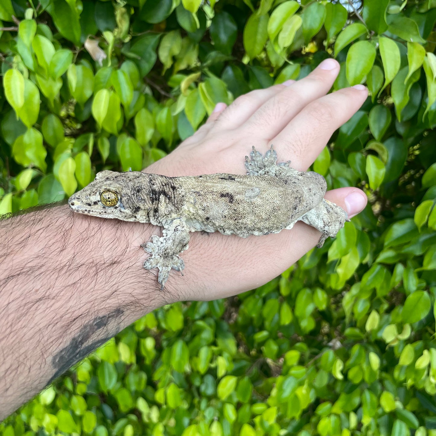 Halmahera Giant Gecko