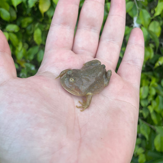 Budget Frog