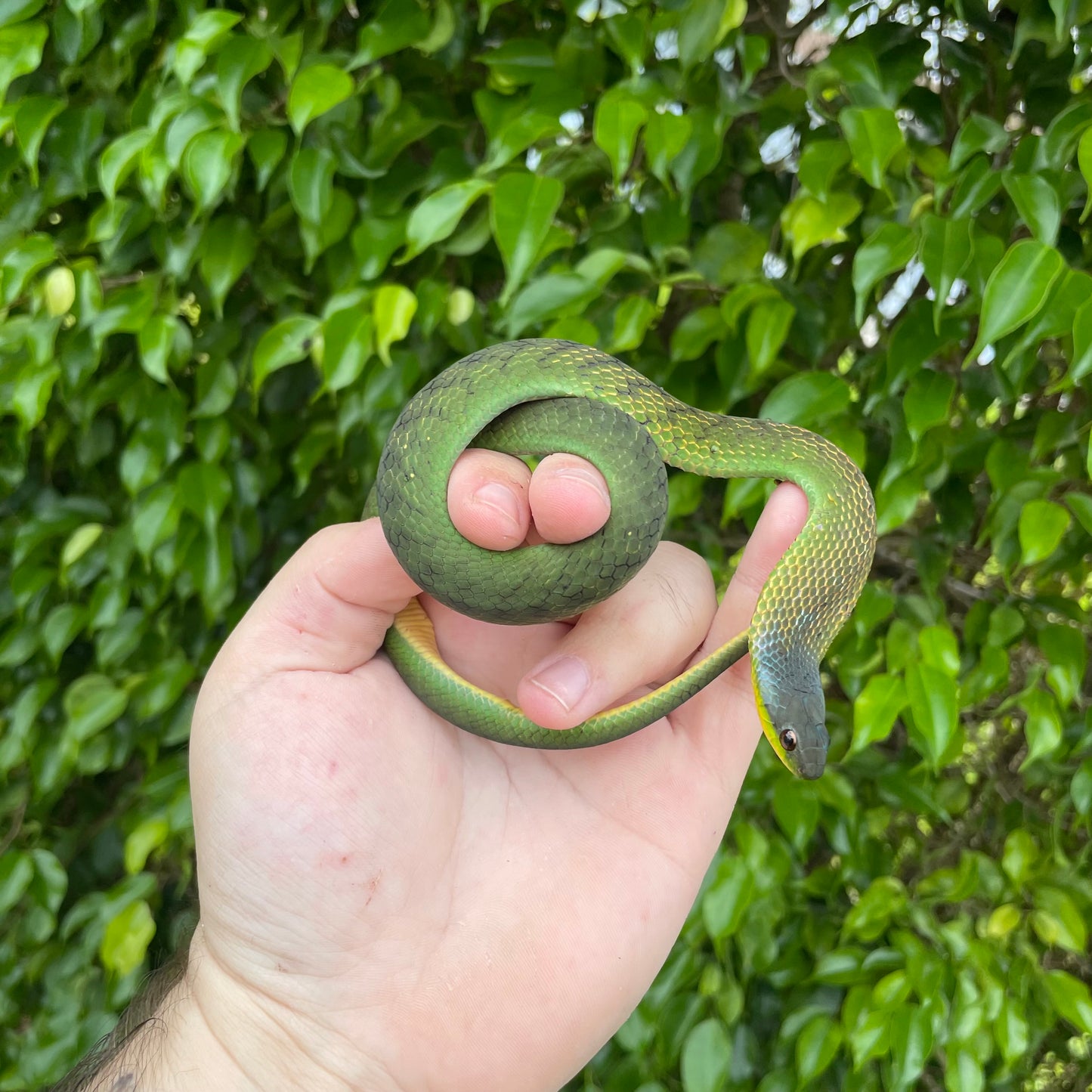 Velvety Swamp Snake