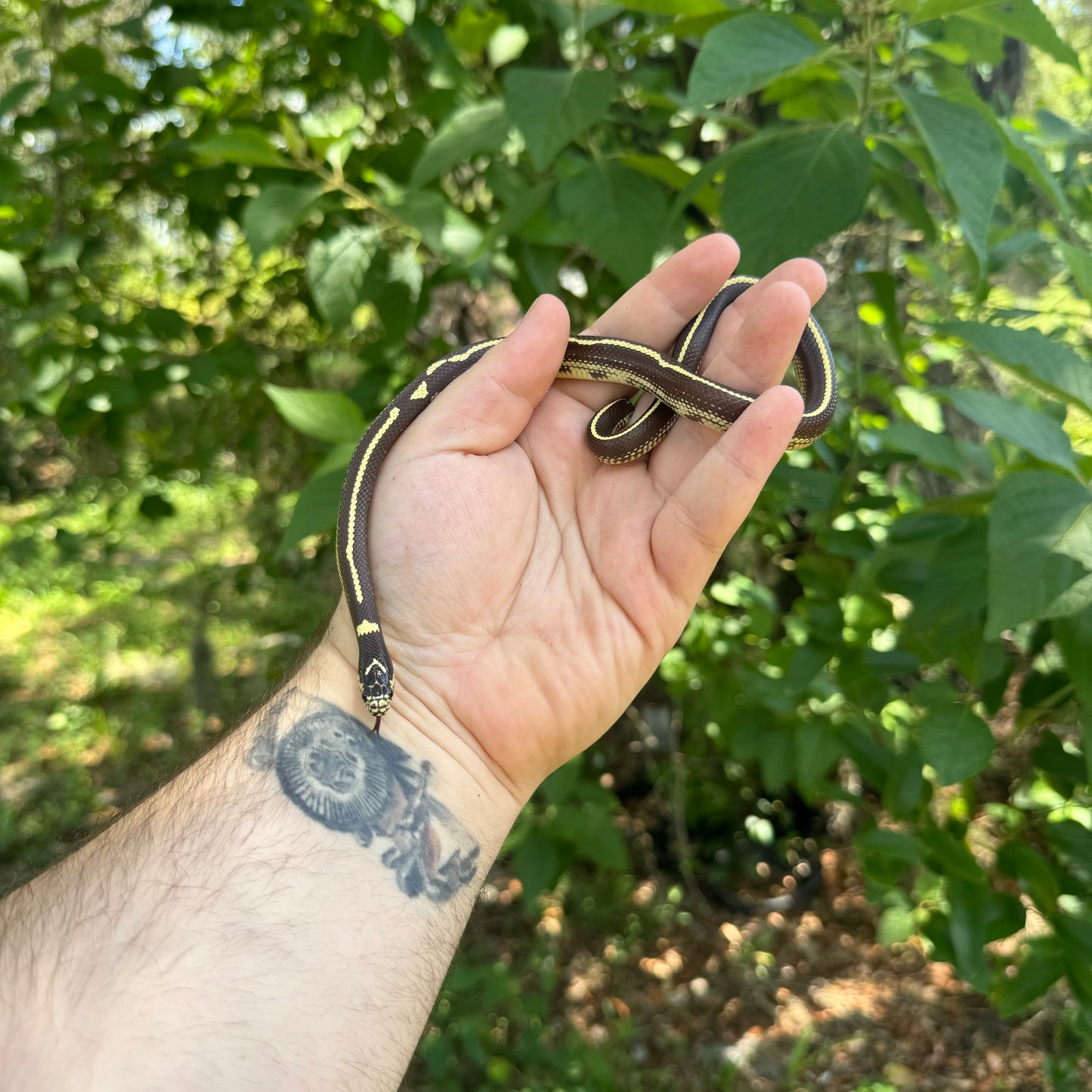 Baby Striped California Kingsnake