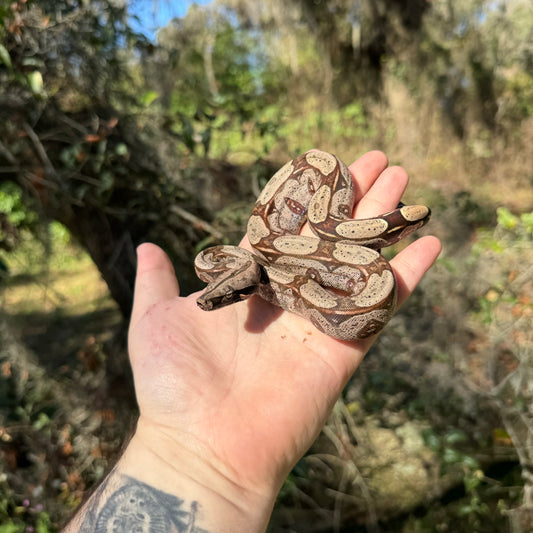 Suriname Red Tail Boa