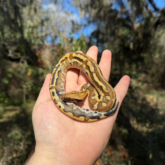 Red Blood Python