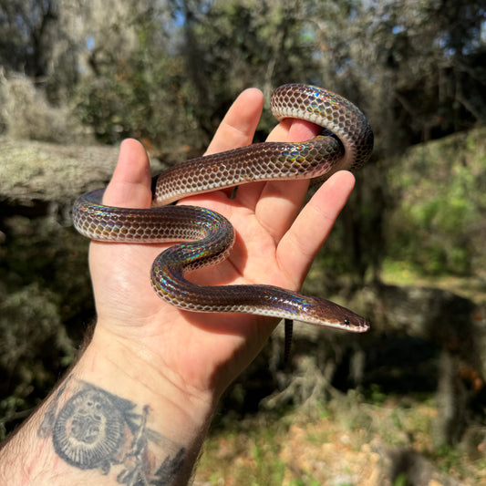 Sunbeam Snake