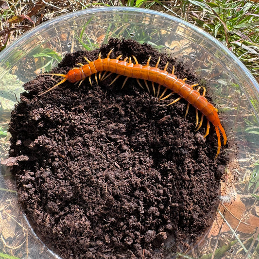 Giant Haitian Centipede