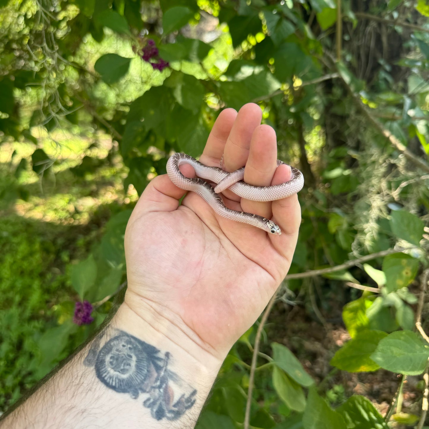 Baby Whitesided Brooks Kingsnake