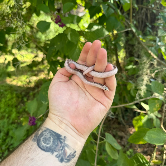 Baby Whitesided Brooks Kingsnake