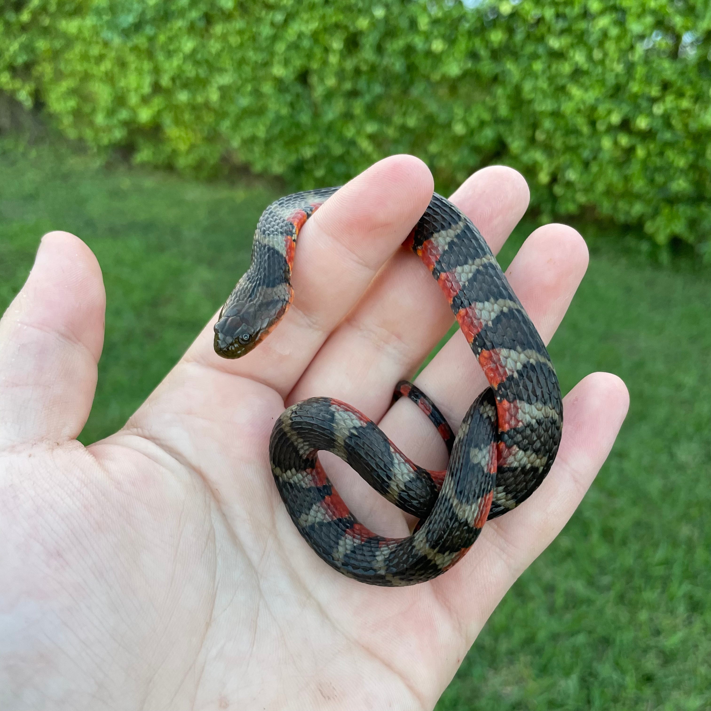 Suriname Water Snake For Sale – O.T.W Exotics