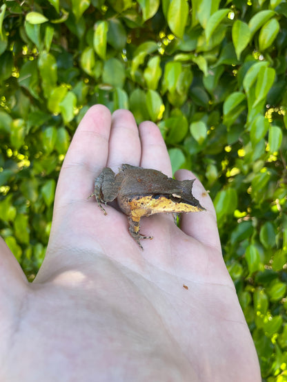 Solomon Island Leaf Frog