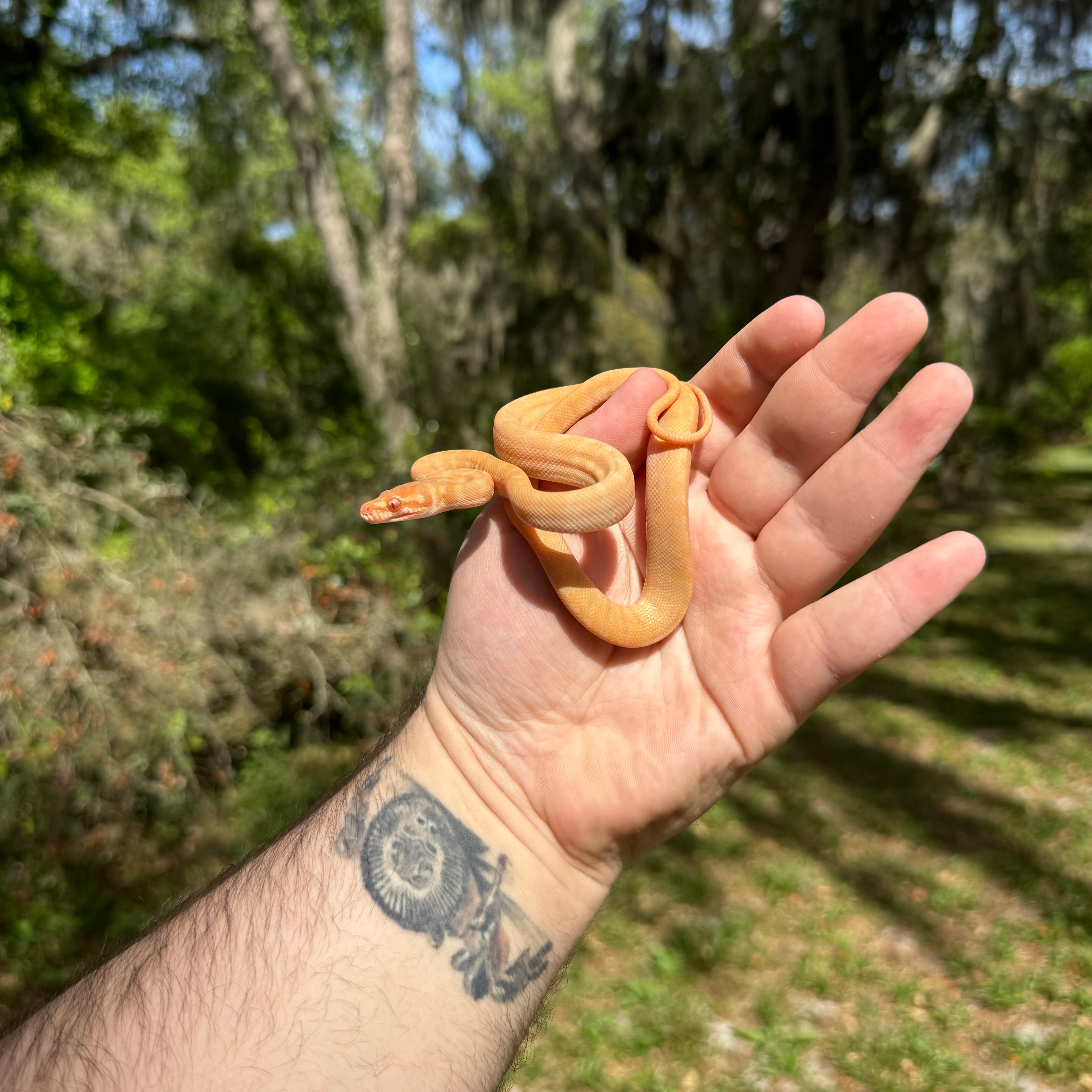 Baby Albino Darwin’s Carpet Python For Sale – O.T.W Exotics