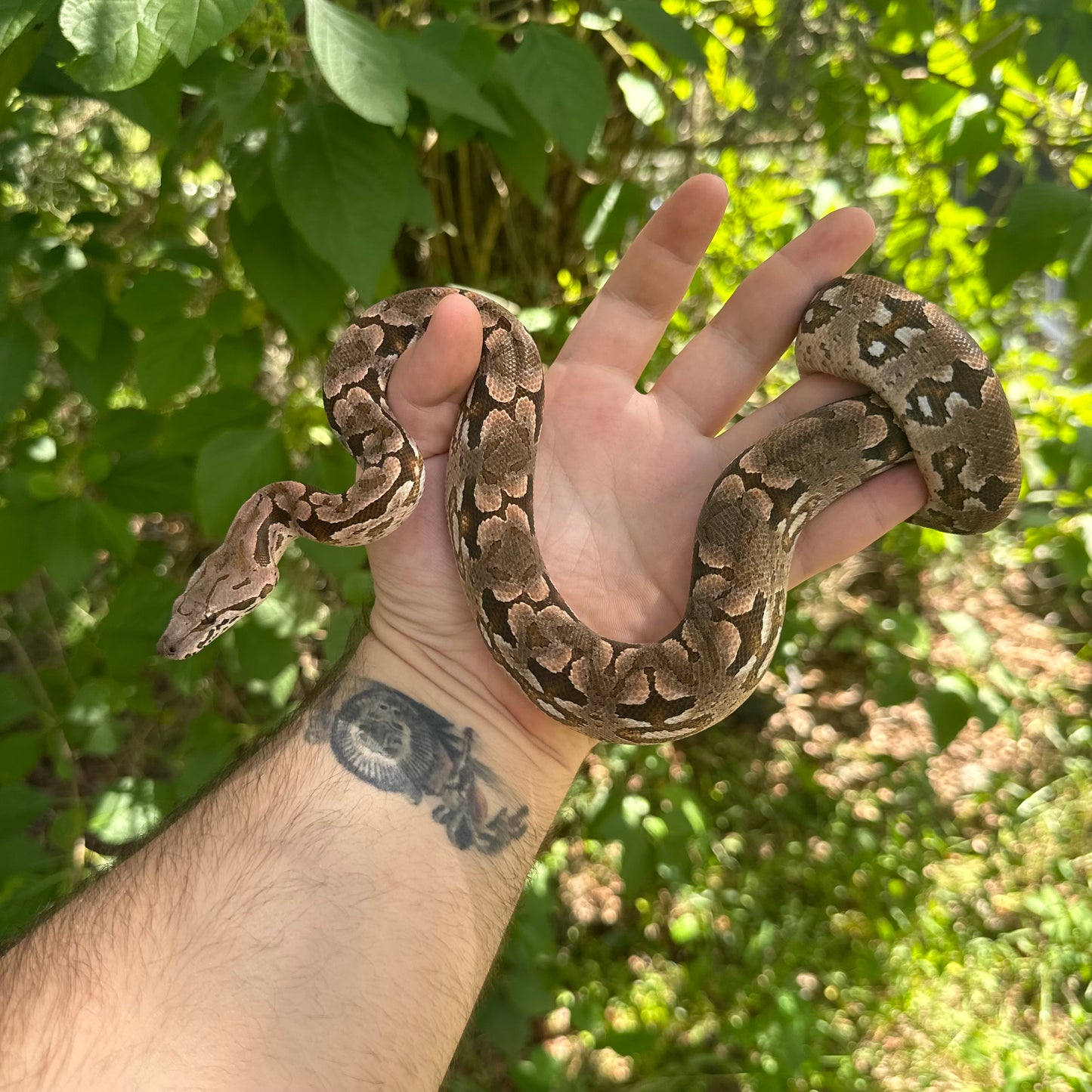 Baby Dumerils Boa