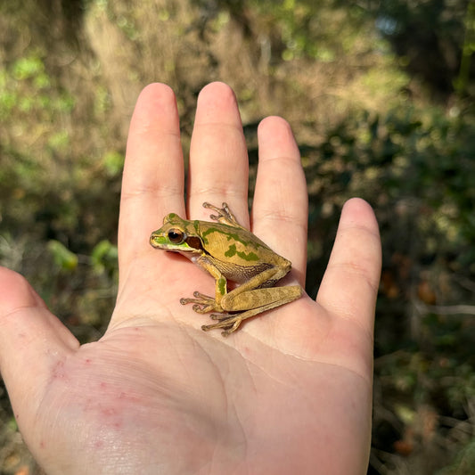 Masked Tree Frog