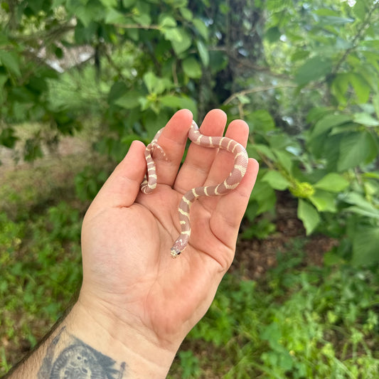 Baby Ruby Eye Lavender California Kingsnake