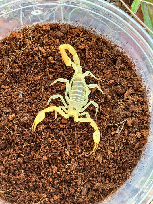 Dune Scorpion