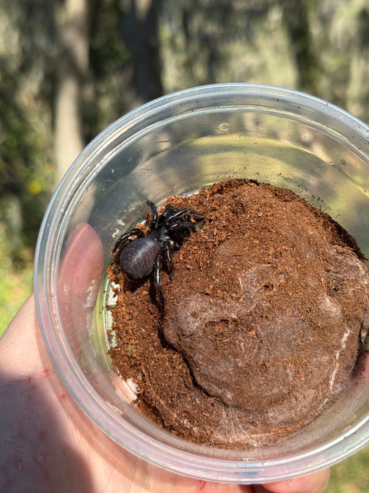 Thai Funnel Web Spider