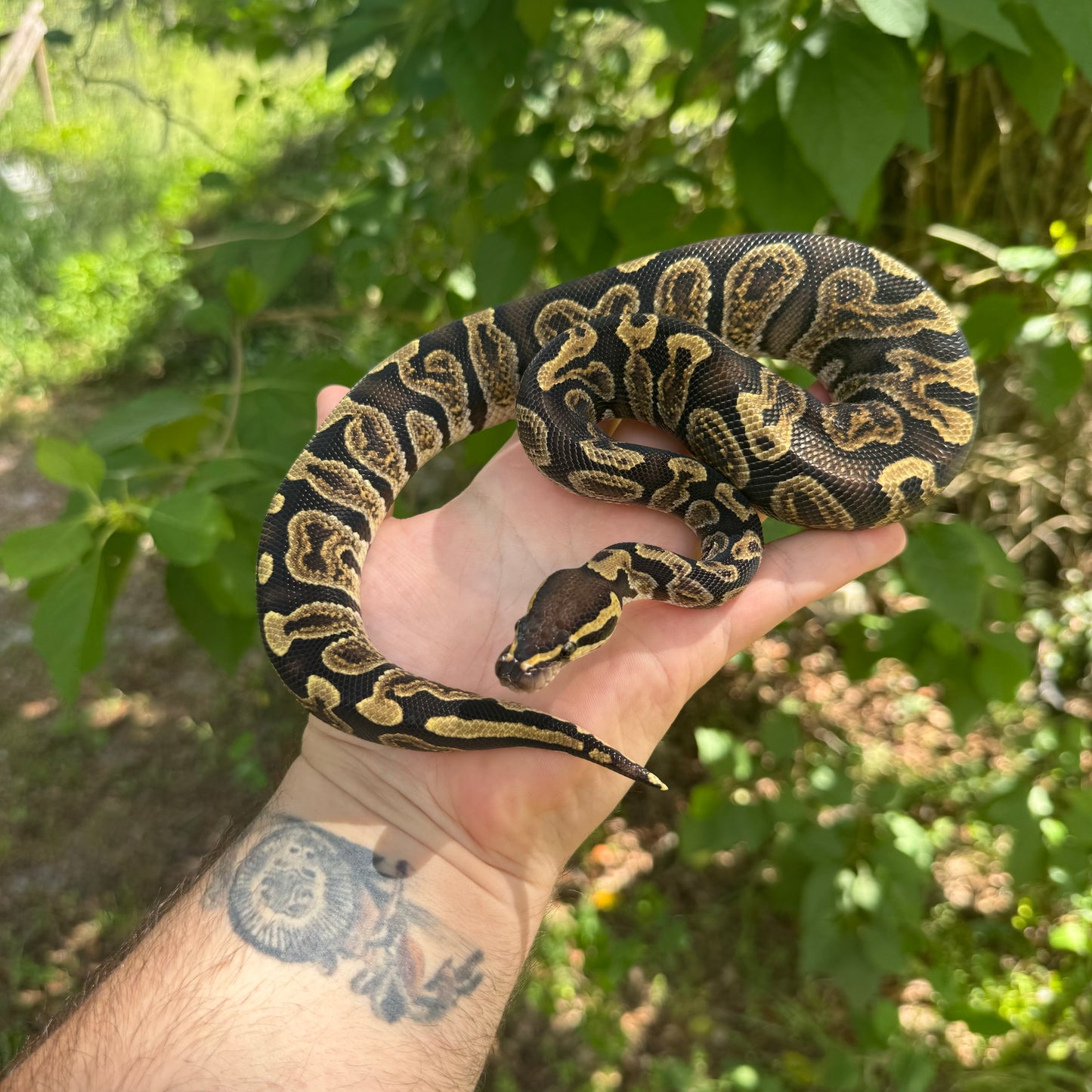 Ghi Ball Python