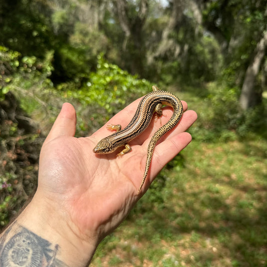 Great Plains Skink