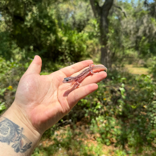 Baby Super Snow Leopard Gecko