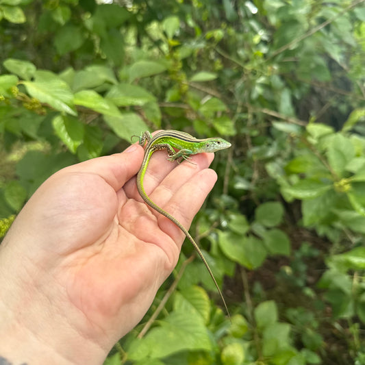 Rainbow Whiptail Lizard