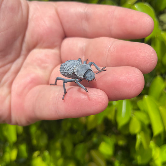 Blue Death Feigning Beetle