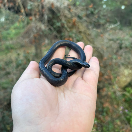 Baby Mexican Black Kingsnake