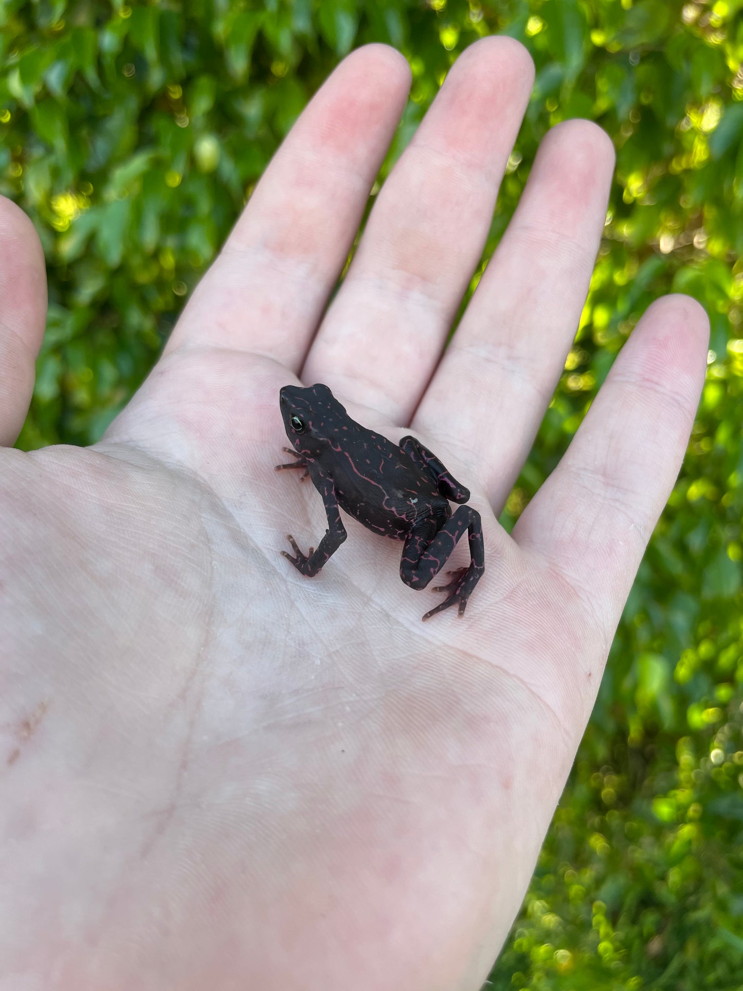 Purple Harlequin Toad