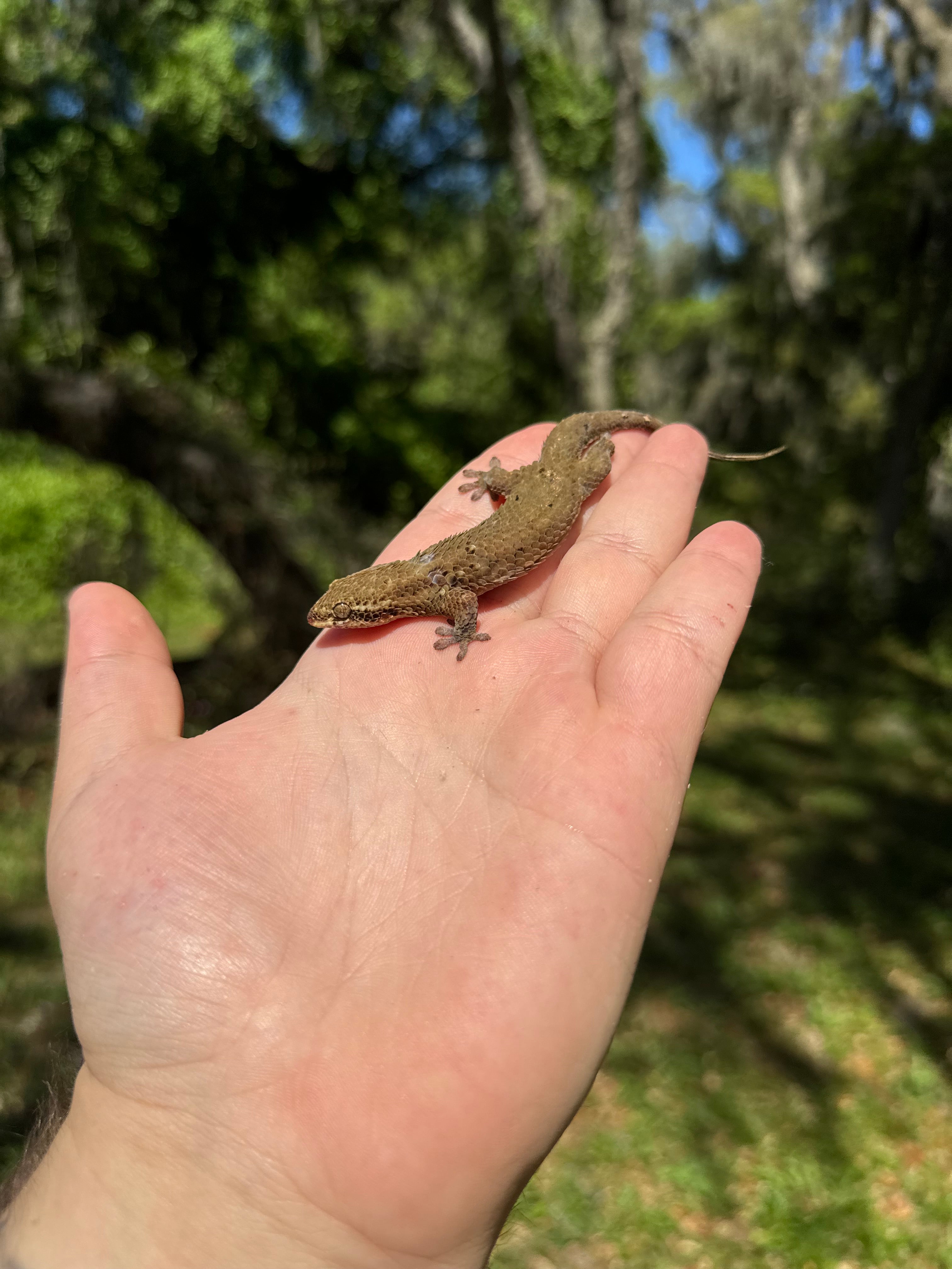 Fish Scale Gecko For Sale – O.T.W Exotics