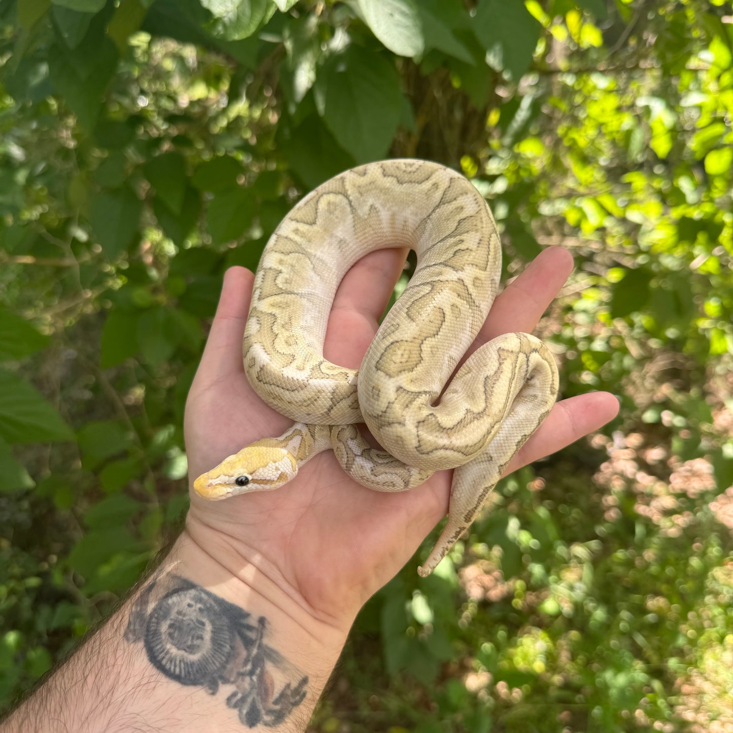 Pastel Bamboo Ball Python