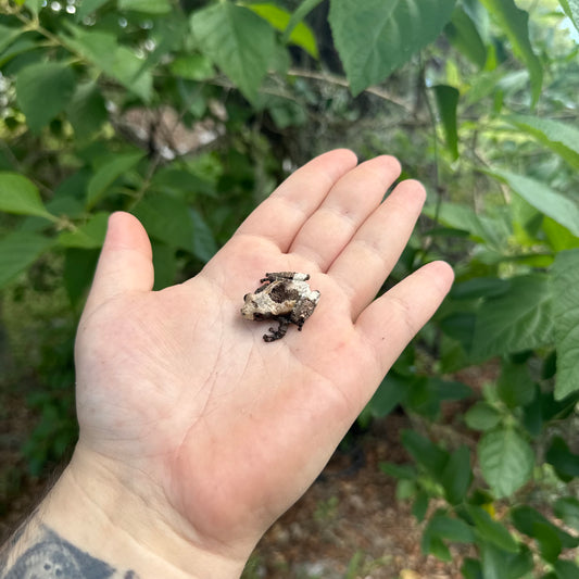 Vietnamese Bird Poop Frog