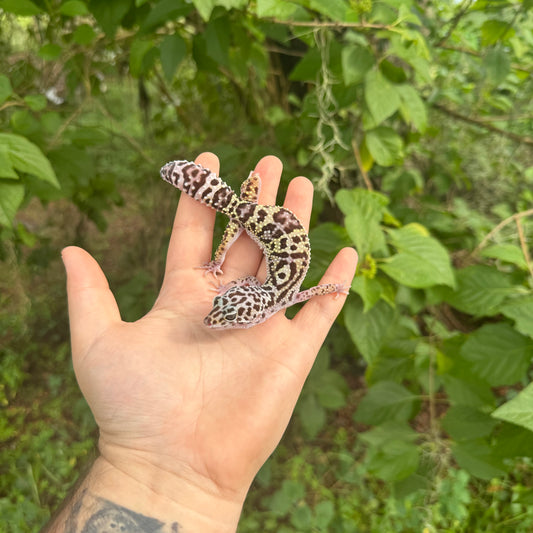 Adult Snow x Black night Leopard Gecko