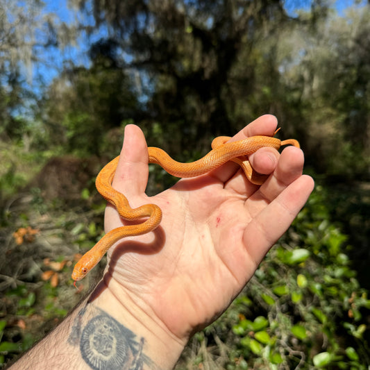 Hypo Everyglades Rat Snake