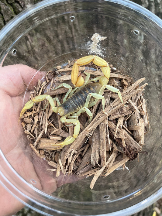 Desert Hairy Scorpion