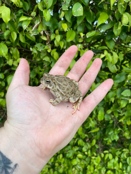 Great Plains Toad