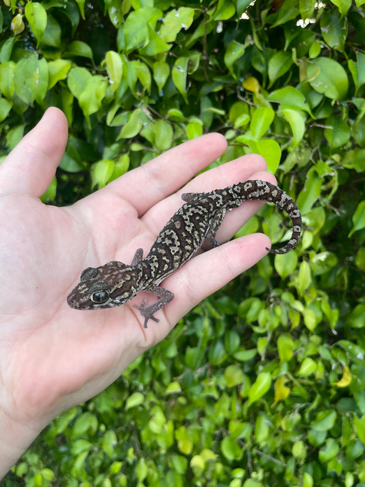 Pictus Gecko