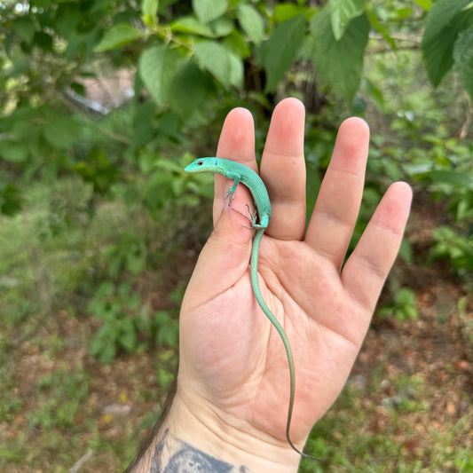 Baby Green Keeled Bellied Lizard