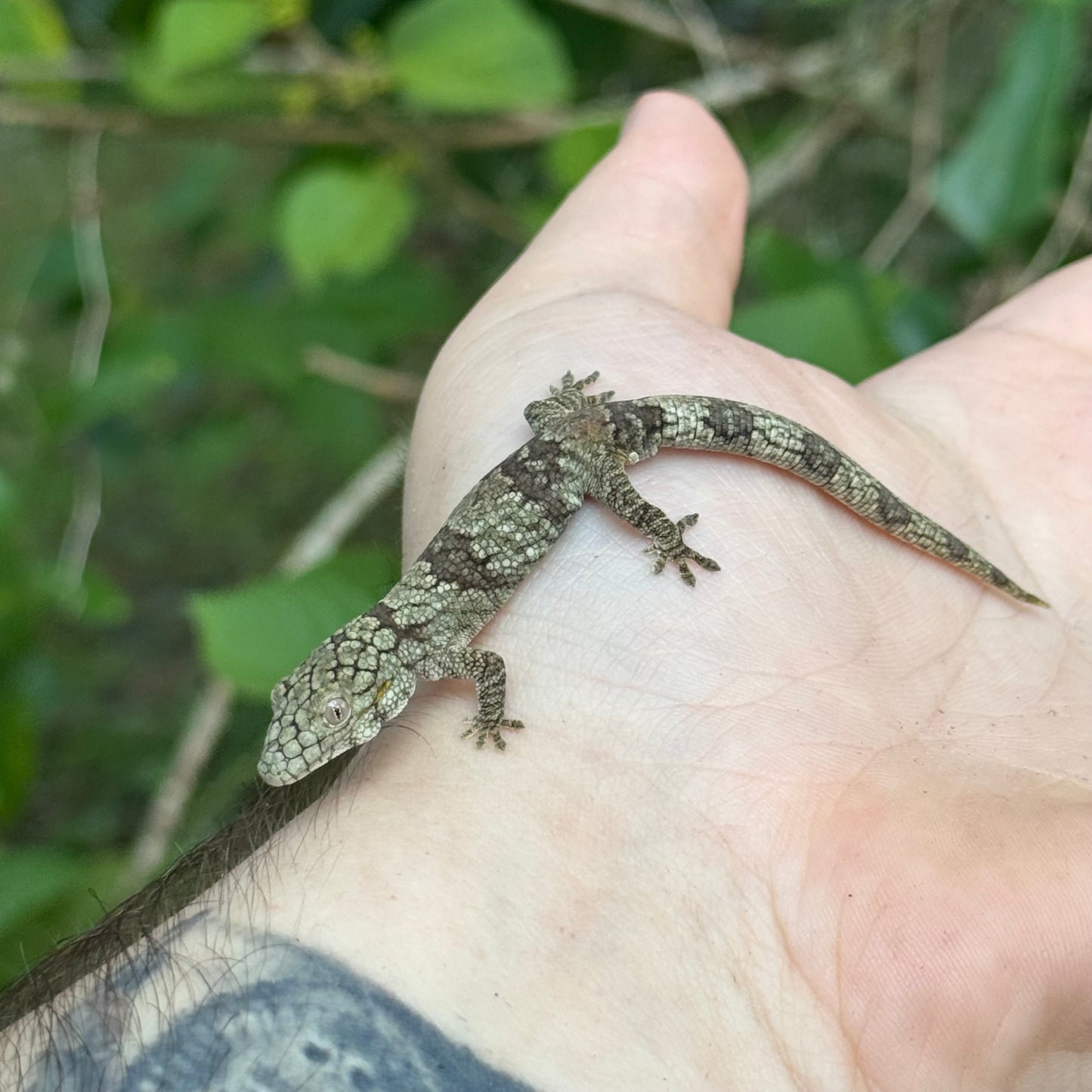 Large-scaled Chameleon Gecko