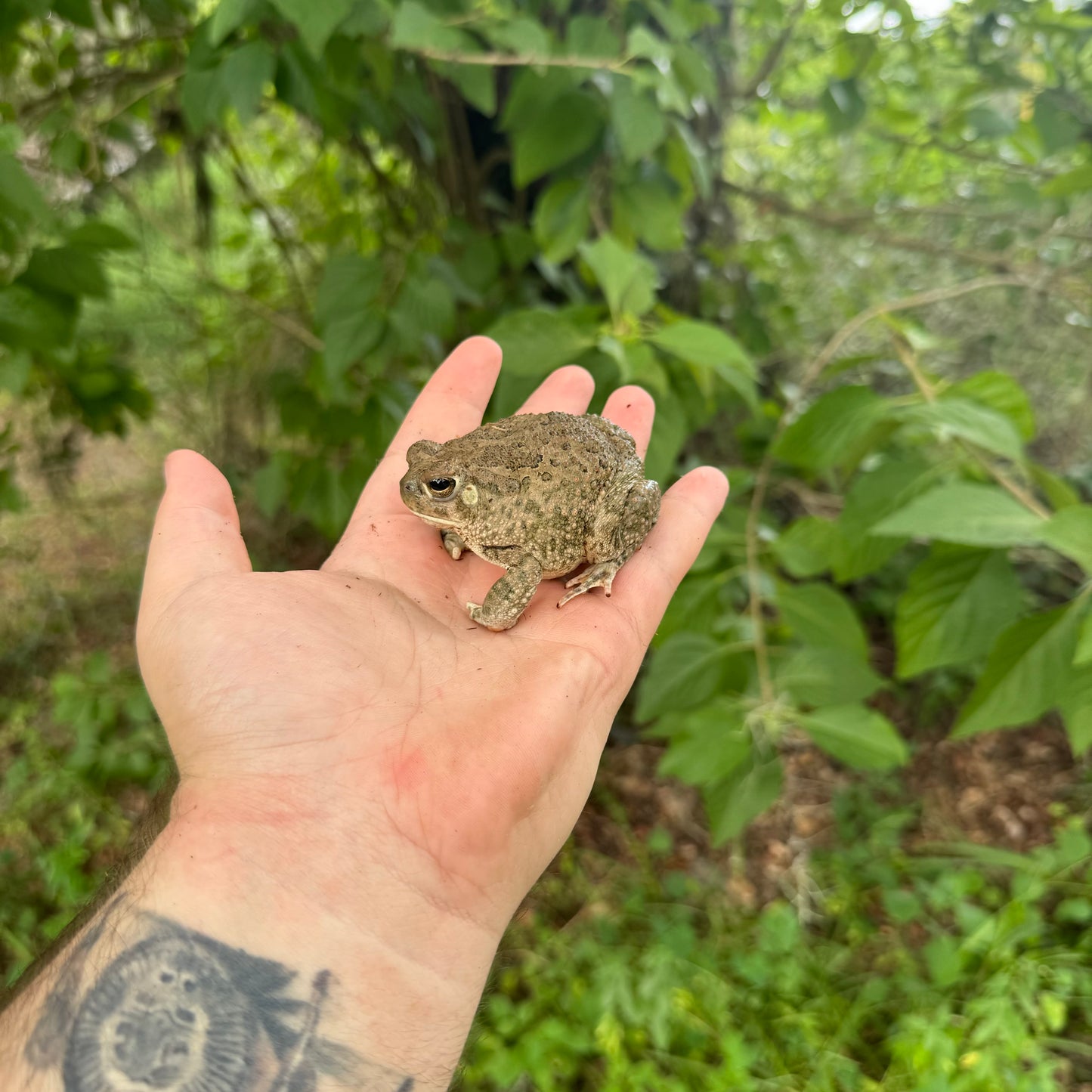 Texas Toad