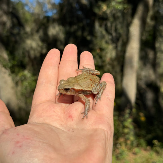 Baby Smooth Sided Toad