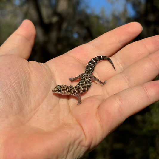 Thick-Toed Tiger Gecko