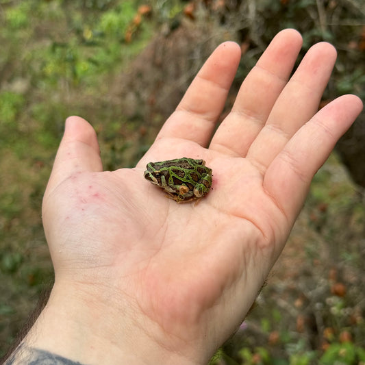 Madagascar Rain Frog