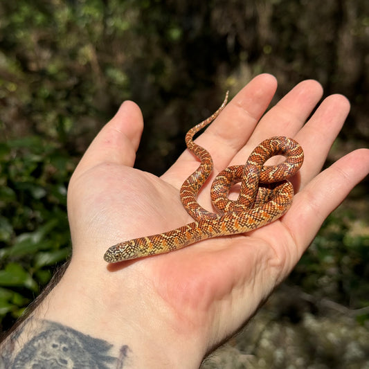 Baby Hypo Brooks Kingsnake