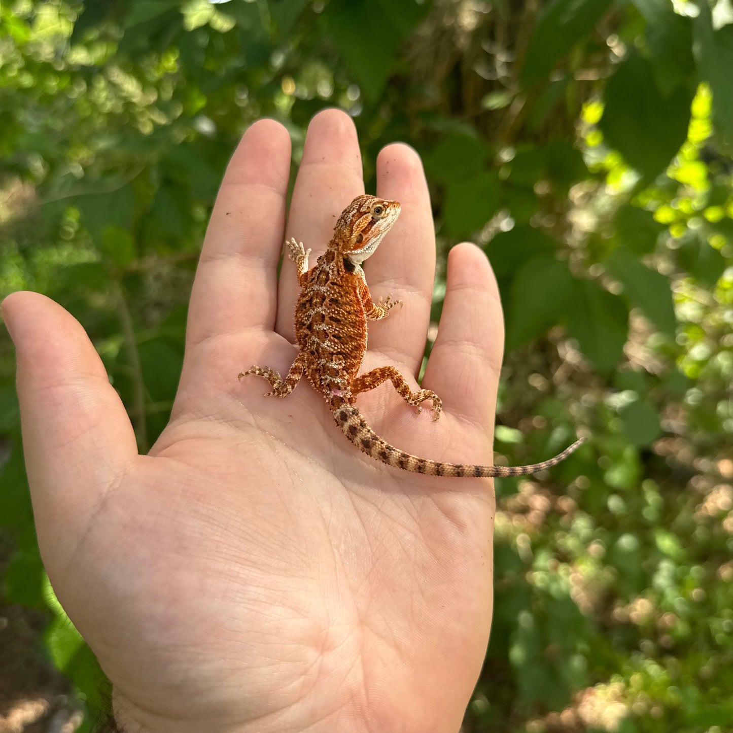 Baby Red Bearded Dragon