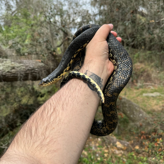 Madagascar Giant Hognose Snake