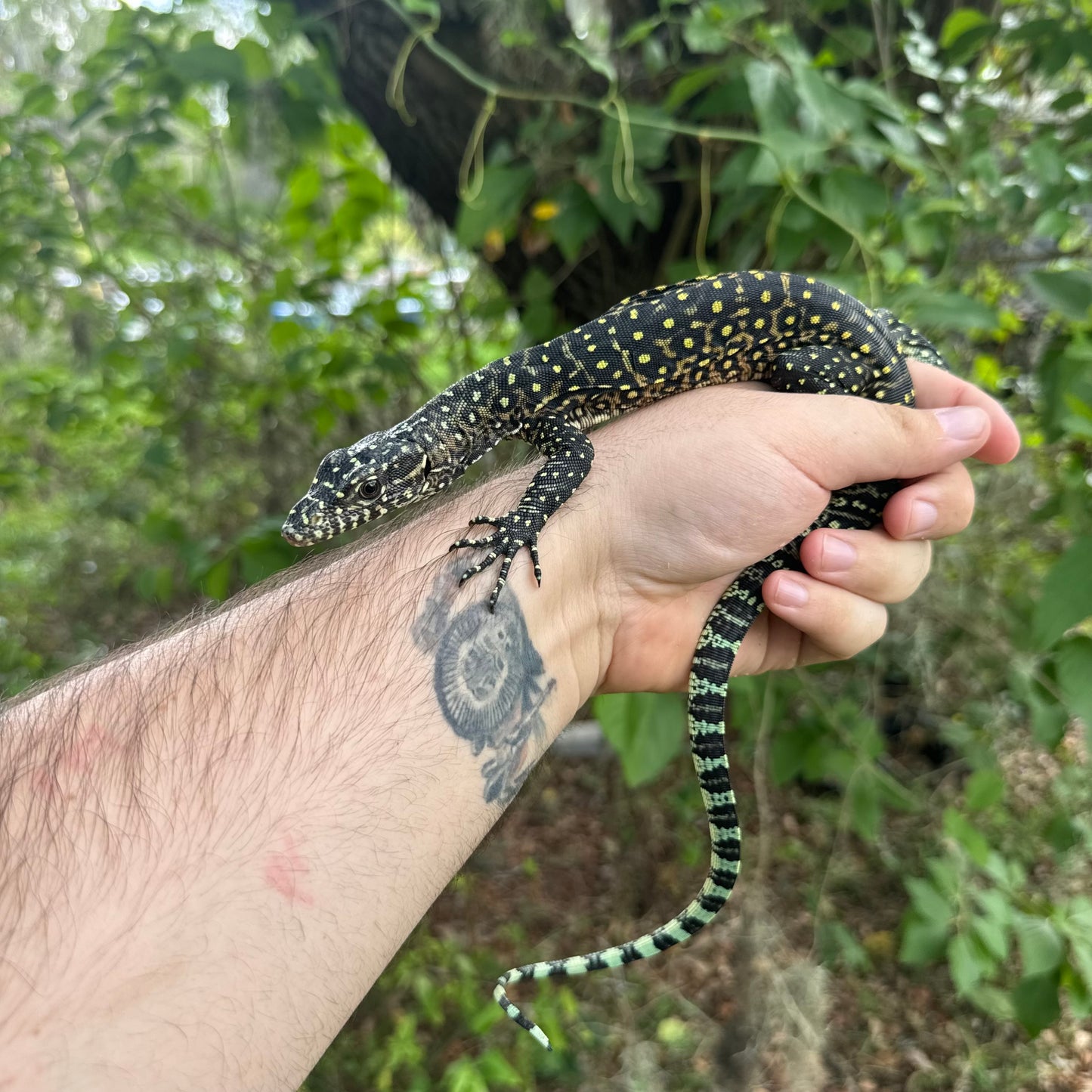 Pastel Blue Tail Monitor