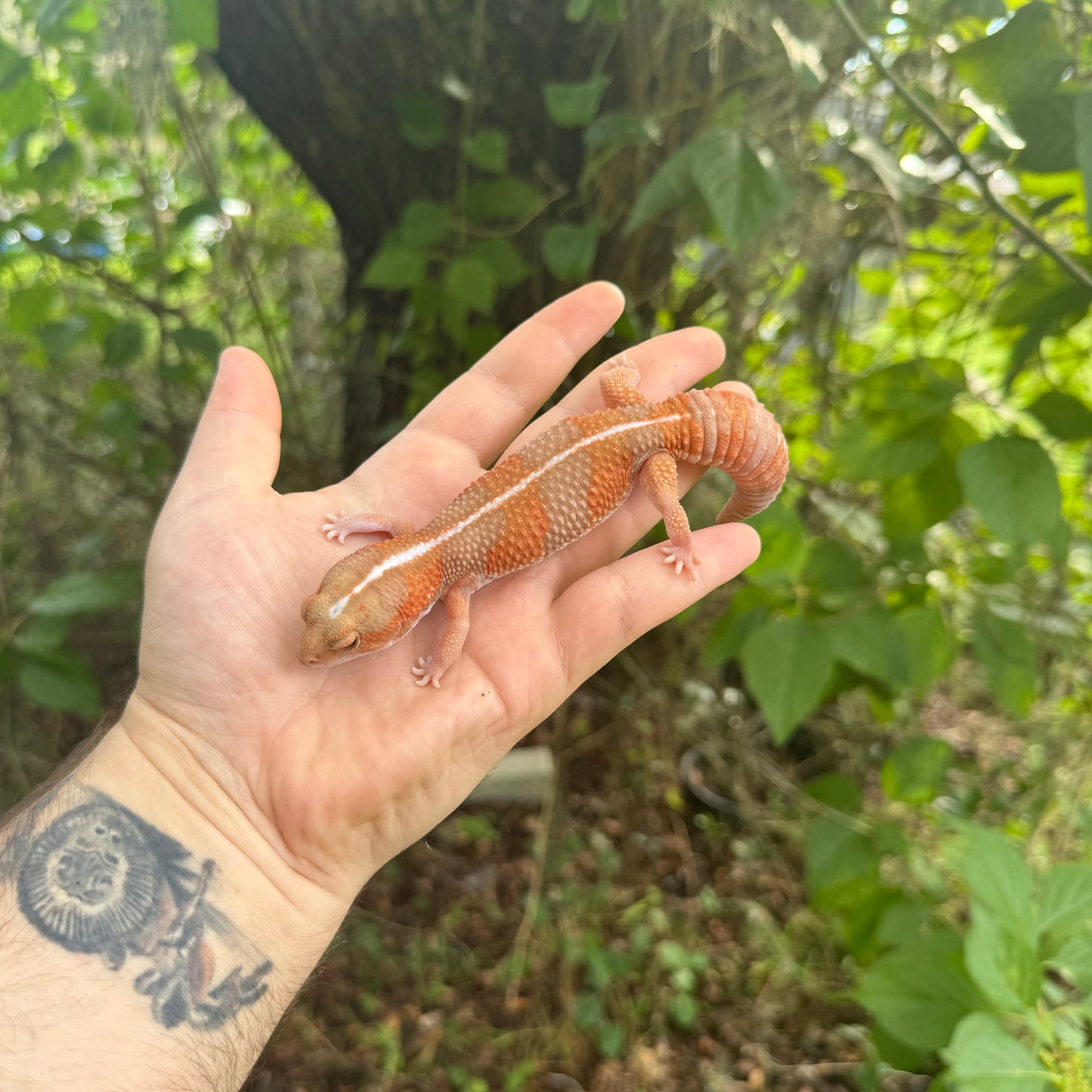 Adult Striped Albino Tangerine African Fat Tail Gecko