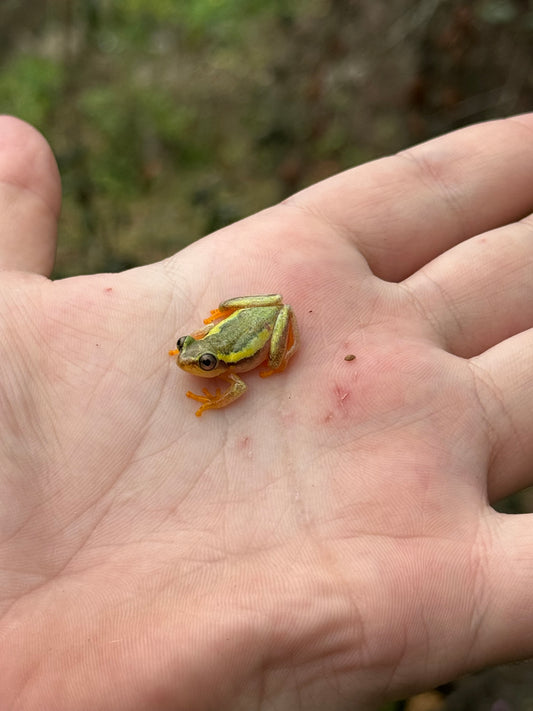 Madagascar Reed Frog (Heterixalus betsileo)