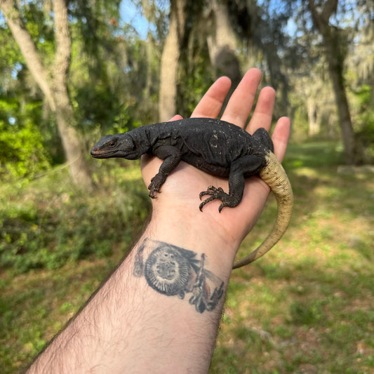 Yellow tail chuckwalla
